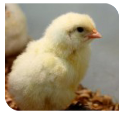 Mushy chick disease